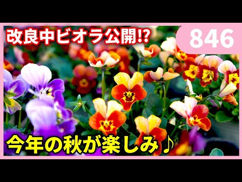 Viola breeding and more by Gardening Channel 846 #Gardening