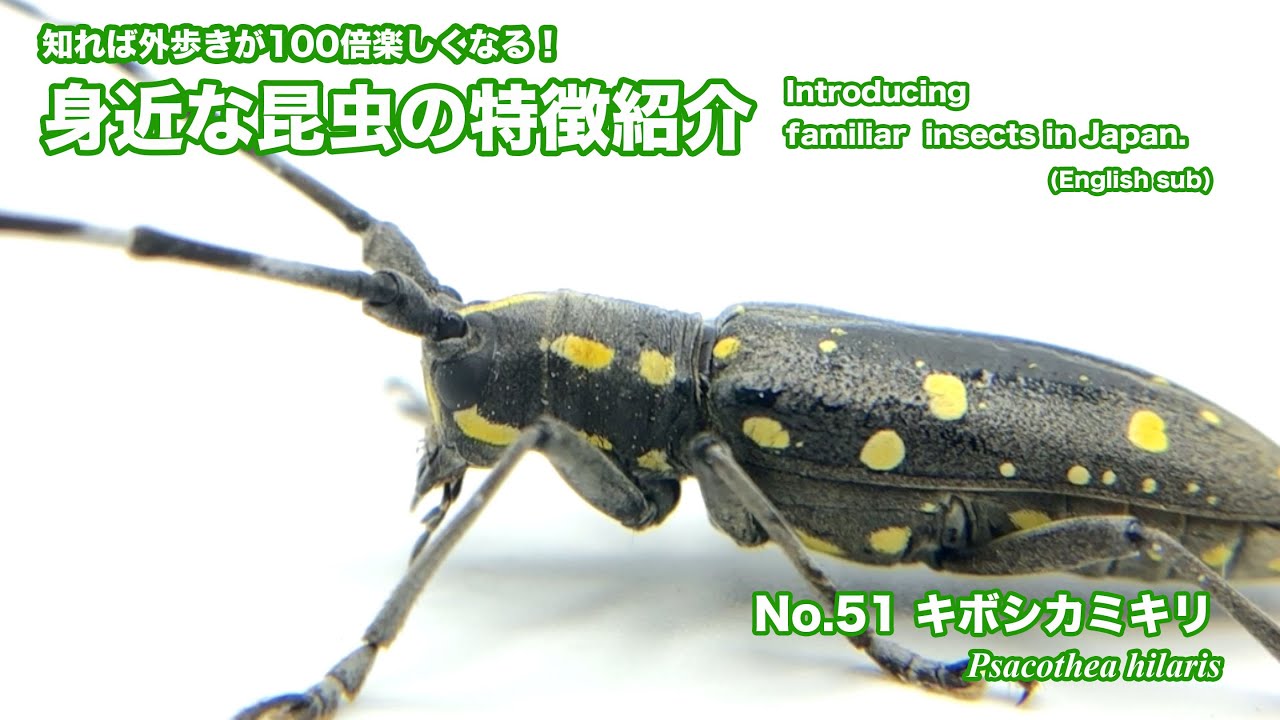 昆虫シリーズ52 カミキリムシの仲間 | あきた森づくり活動サポートセンター