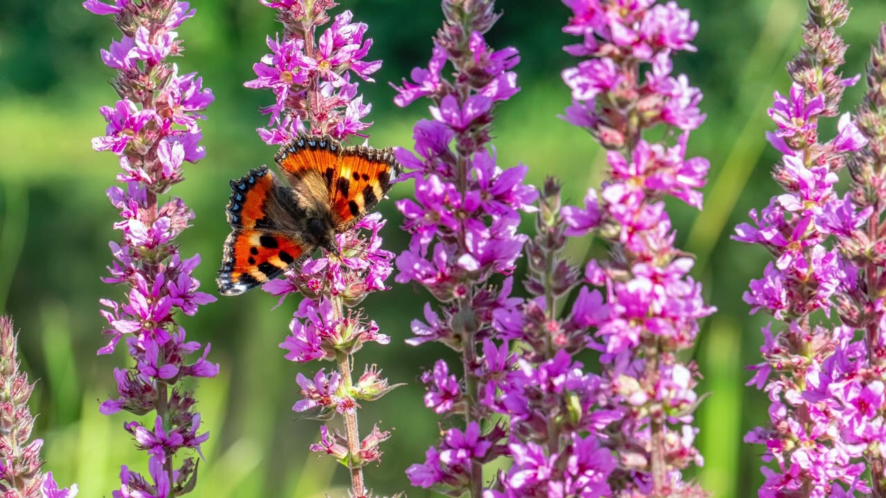 モーツァルト ピアノソナタ 第6番 ニ長調 K.284 (205b) ヴァルター