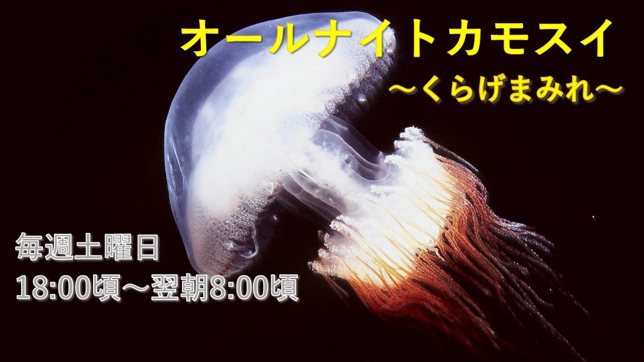 オールナイトカモスイ ～くらげまみれ～ #191 エチゼンクラゲ - YouTube