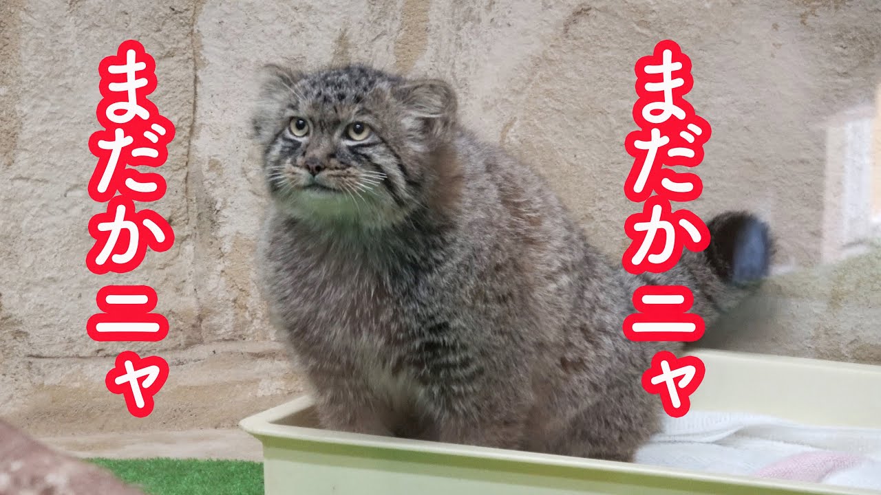 おねえさんまだかニャ【コマヌルSeason 2】PART53 マヌルネコの子猫