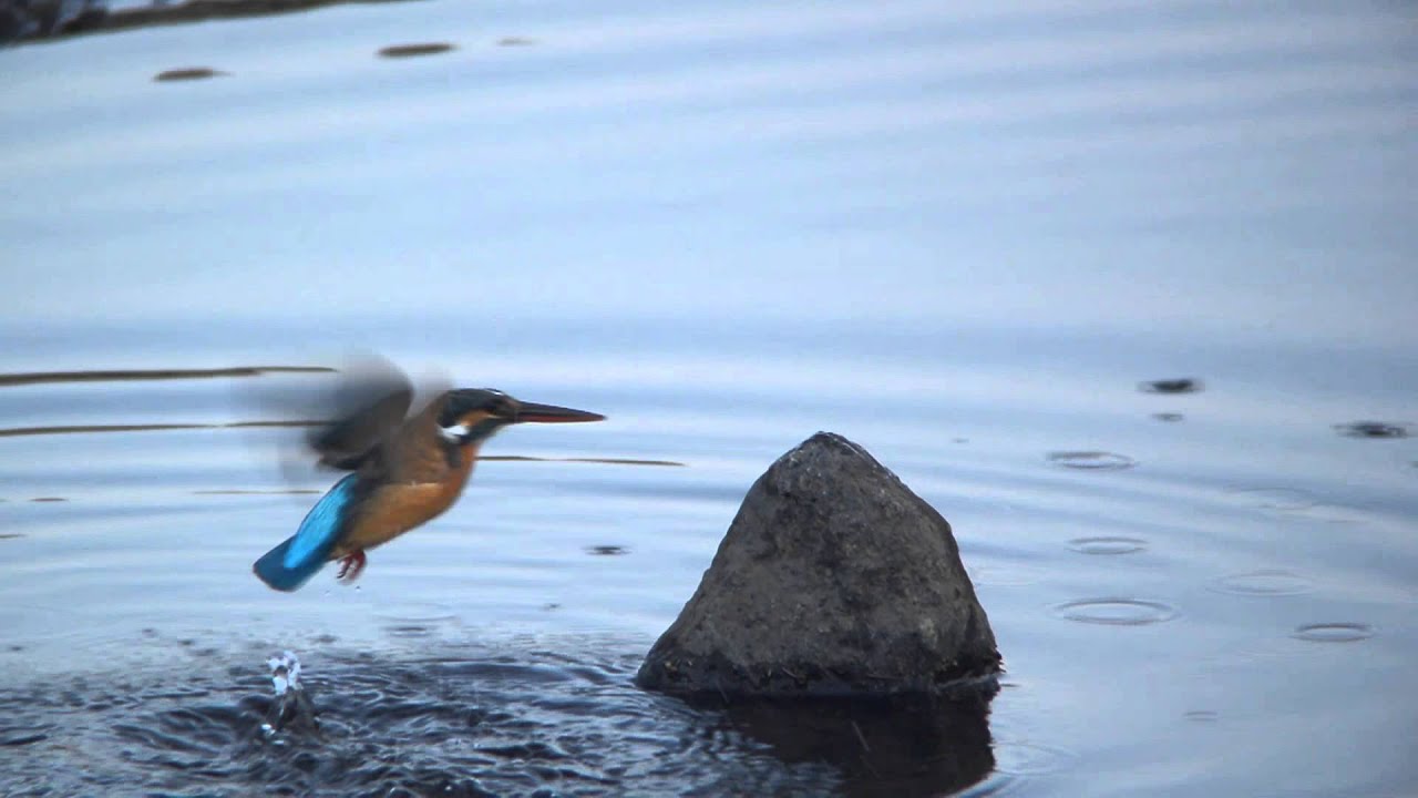 カワセミ捕食HD動画Ⅱ - YouTube