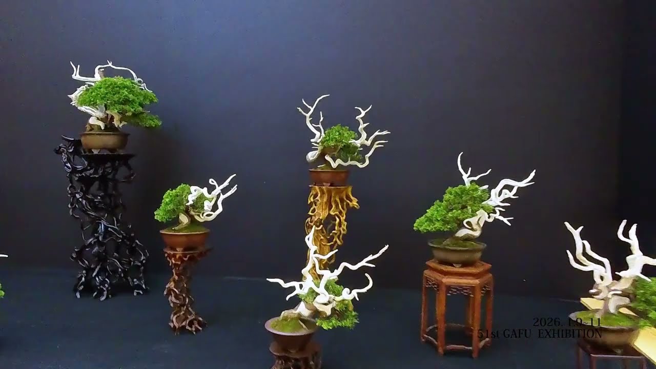 4K 51st GAFU EXHIBITION 2026 Part1 雅風展小品盆栽フェア- YouTube