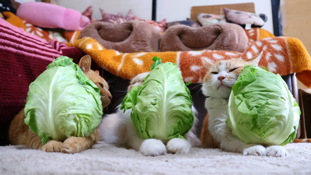 たけのこキャベツのせ猫 240731 - YouTube