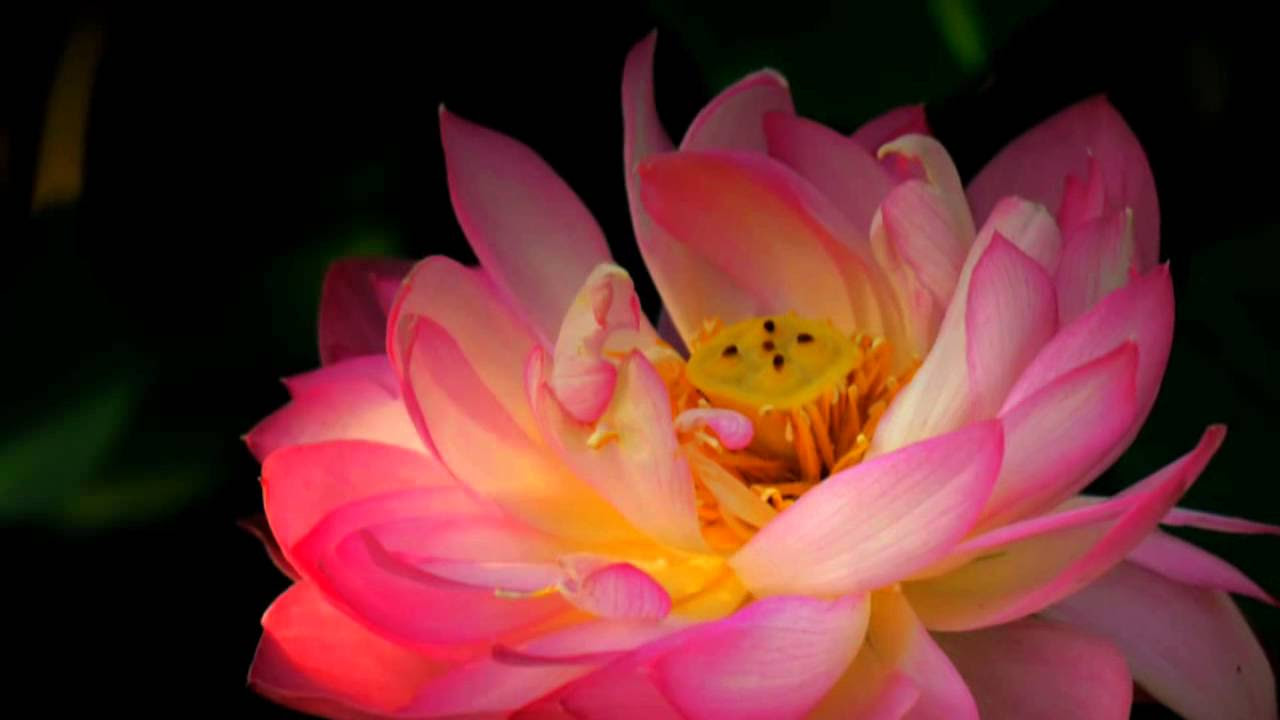 荷塘月色鋼琴- YouTube