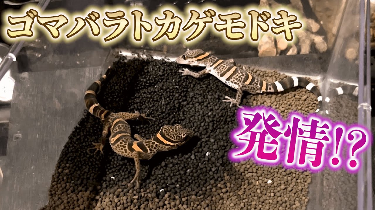 悪魔のようなヤモリを増やしたい - YouTube