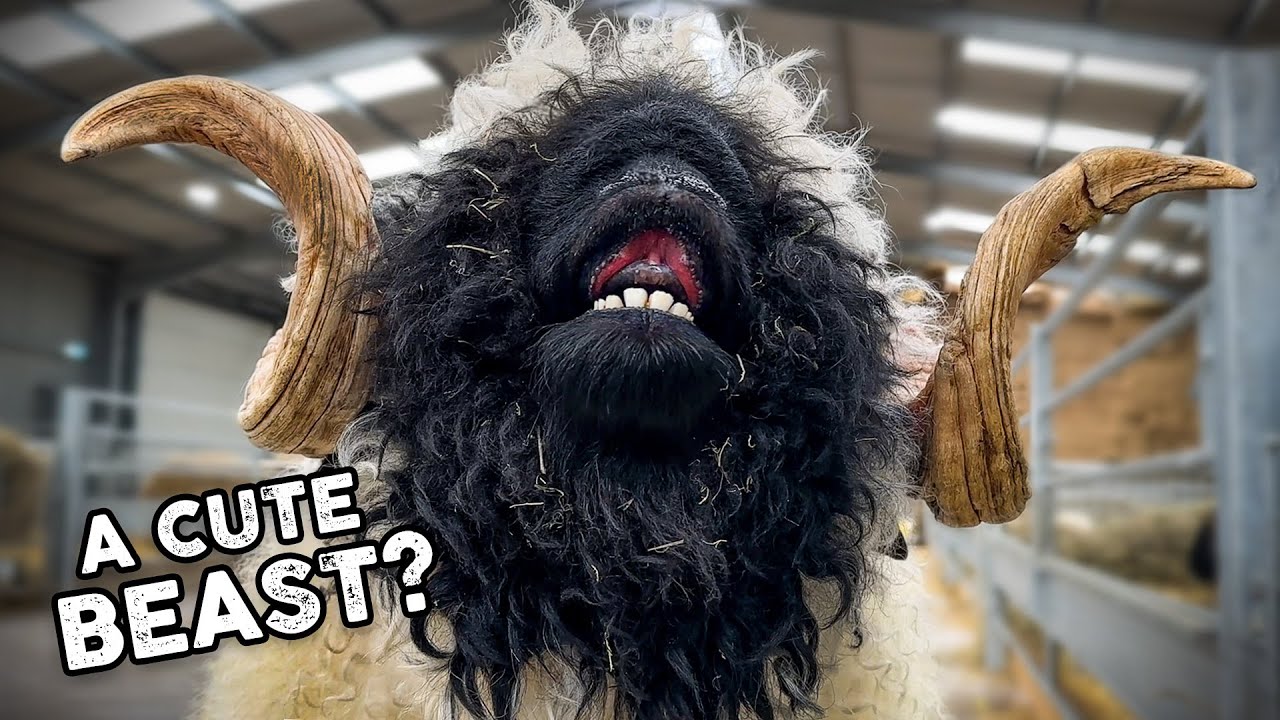 Shearing a HUGE Valais Blacknose RAM - YouTube