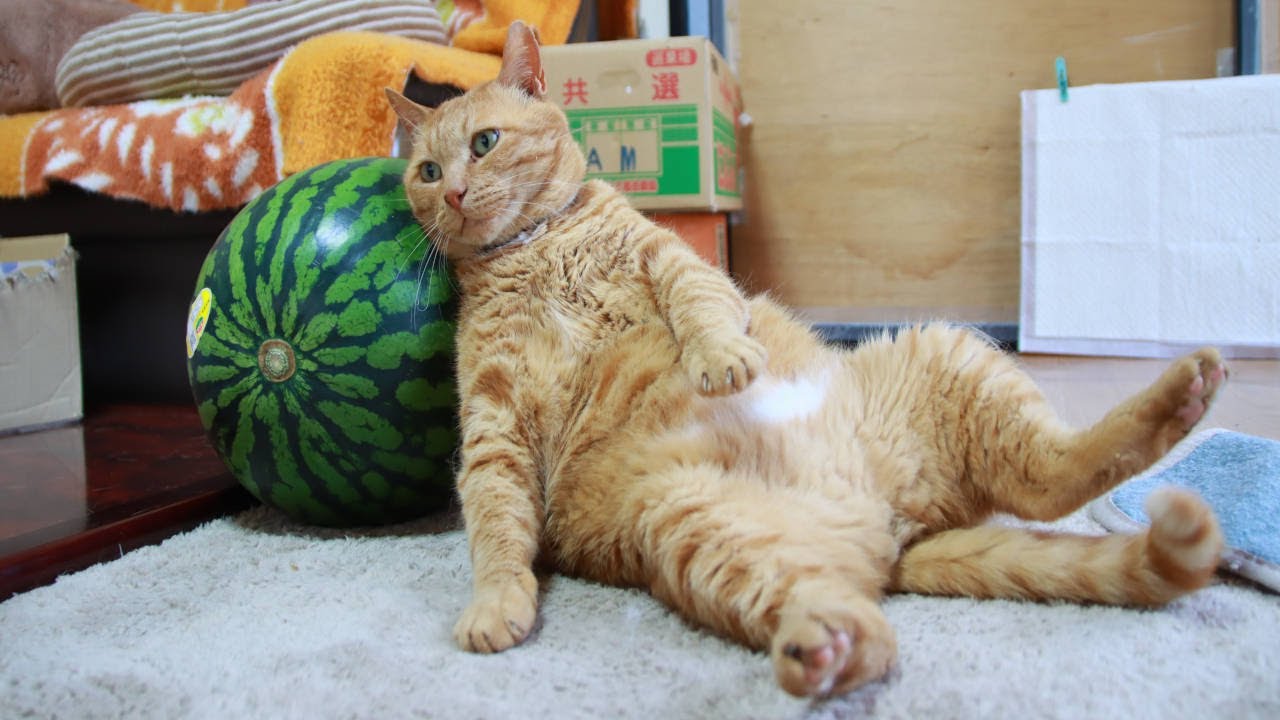 スイカ枕猫 240809 - YouTube