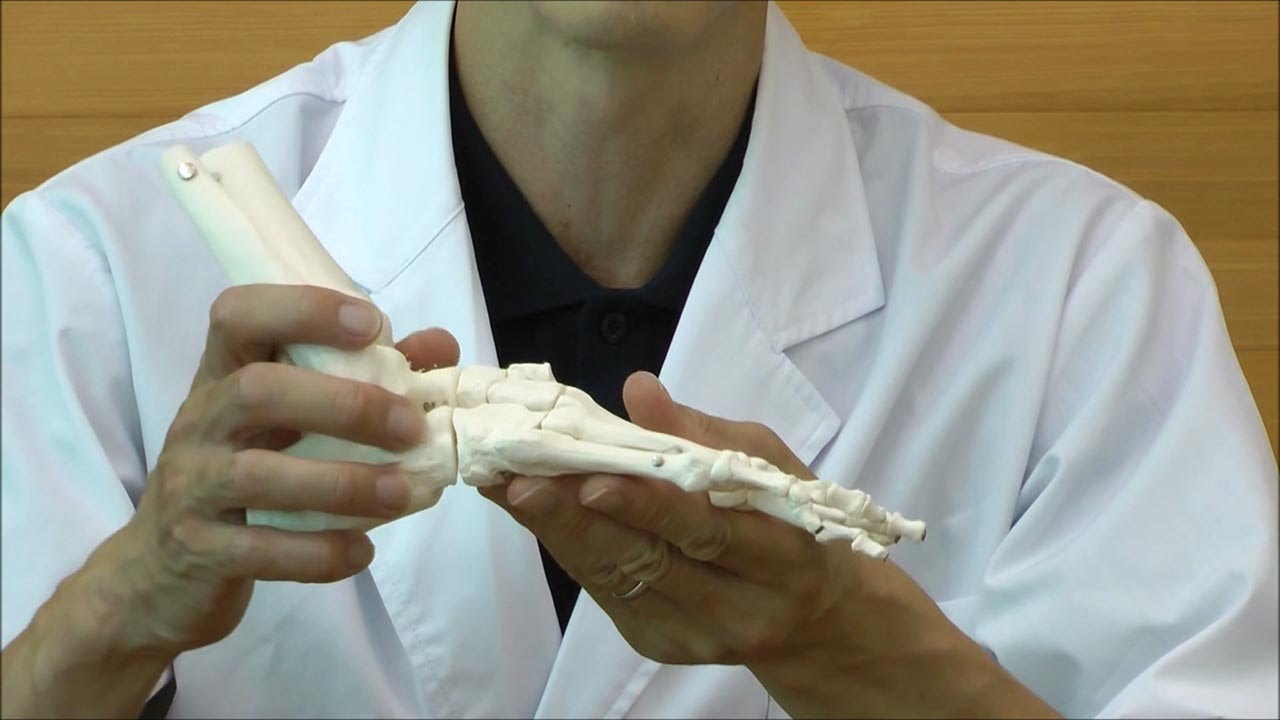 足の骨模型，各骨はゴム紐で繋がれています│A31/1 - YouTube