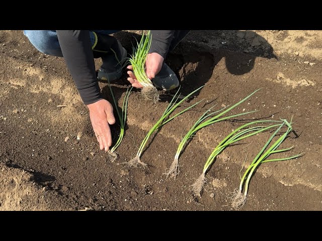 Tips for growing and cultivating green onions] How to sow seeds