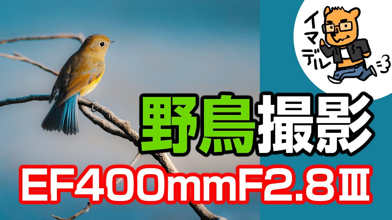 野鳥撮影】EF400mm F2.8L IS III USM×EX1.4 in 秋ヶ瀬公園（埼玉