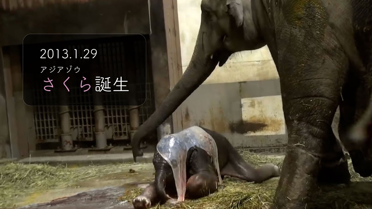 いしかわ動物園】ぞうのサニーちゃんのうんち elephant Sunny pooping
