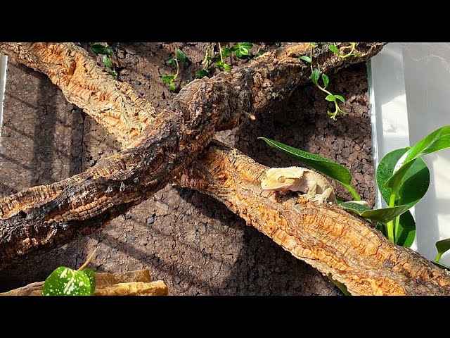 前編】クレスが住む森の作り方🌲特大ケージ(60×45×60)でクレステッド