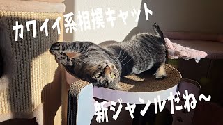 Cute Sumo Cat [4 Cats Living 1451s] - YouTube