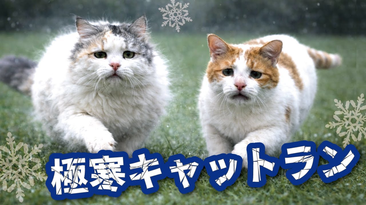 In the bitter cold, the cats rushed out to the cat run for the