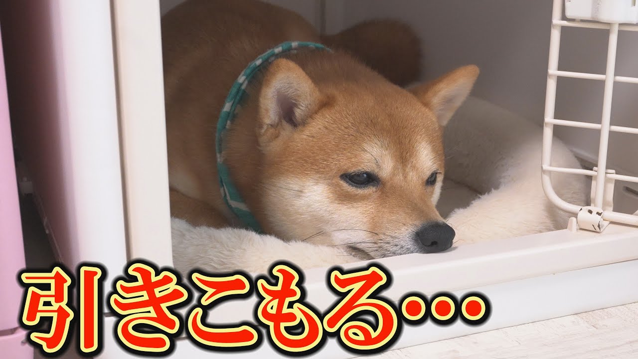 The youngest Shiba Inu, seeing her sister's miserable state