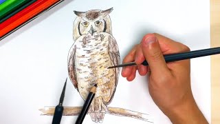フクロウ】ペン画と色鉛筆の絵の描き方簡単イラスト！ - YouTube