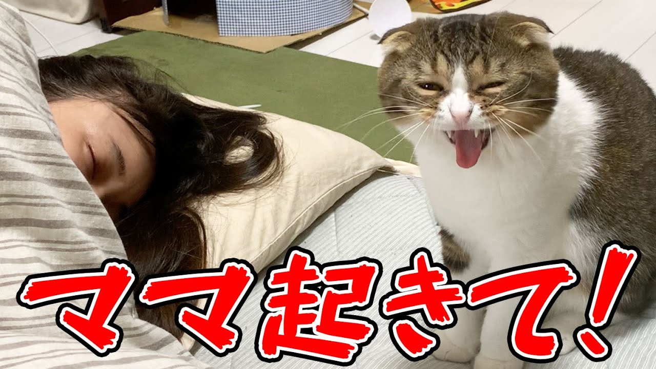 A cat who talks because he wants his sleeping Mama to wake up