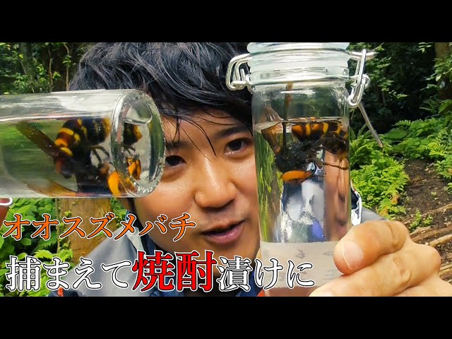 オオスズメバチ(女王)を捕まえて焼酎漬けにしました(17日ぶり2回目