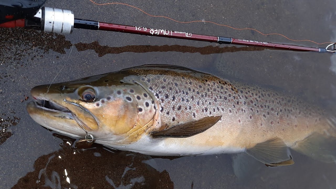 Fishman Beams Lower 6.2L - YouTube