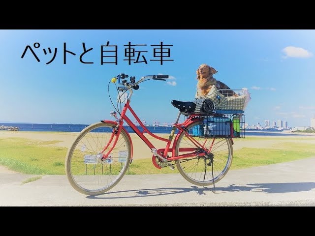 Pet ride bicycle Bridgestone TOTEBOX Small - YouTube