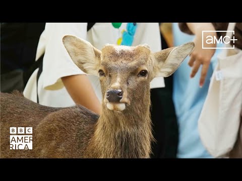 The Antler-less Sika Deer Of Japan | Asia | BBC America - YouTube