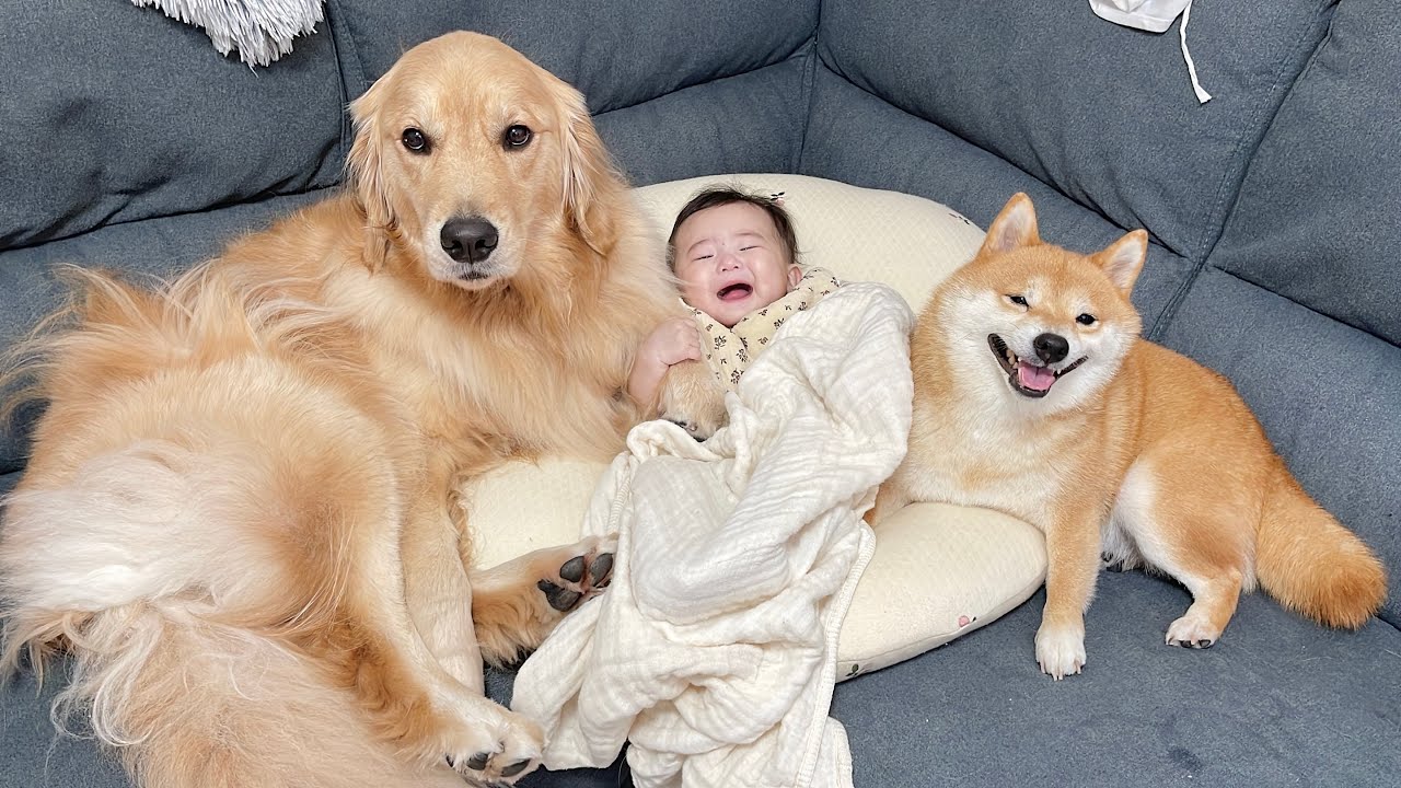 朝からとんだ災難に遭うも楽しい時間を過ごせて笑顔になる豆柴と