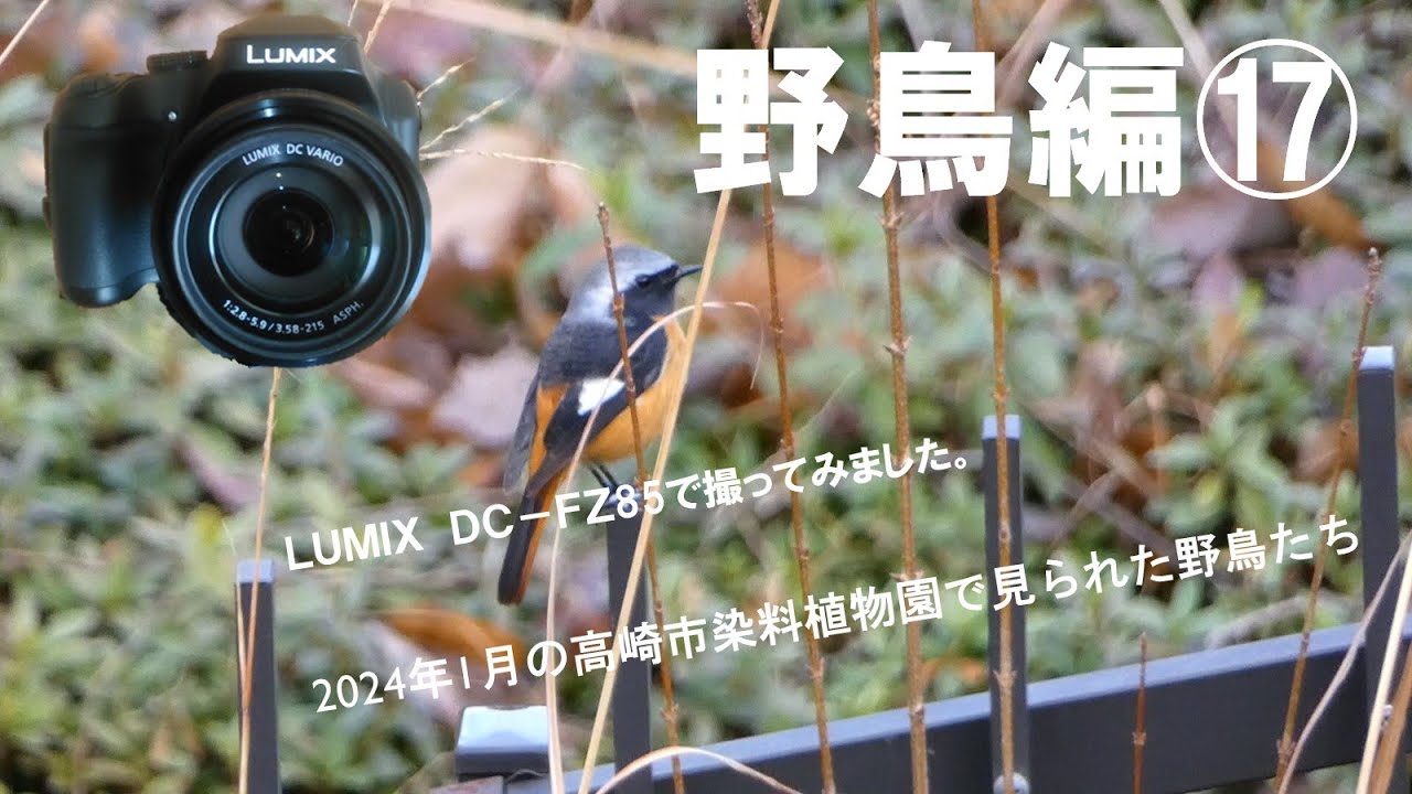 LUMIX DC－FZ85のコンパクトデジタルカメラで野鳥（bird)を