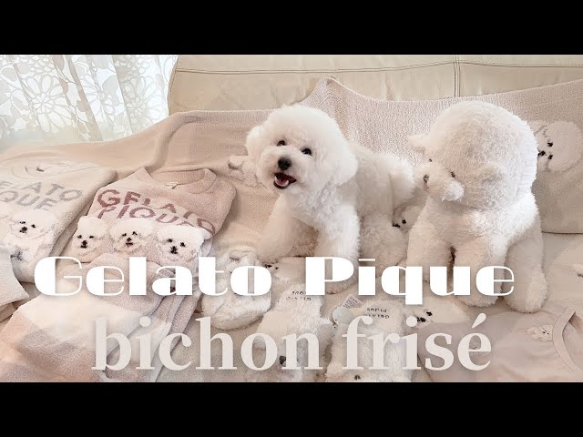 gelato pique 🤍 bichon frise 🐩 購入品紹介 - YouTube