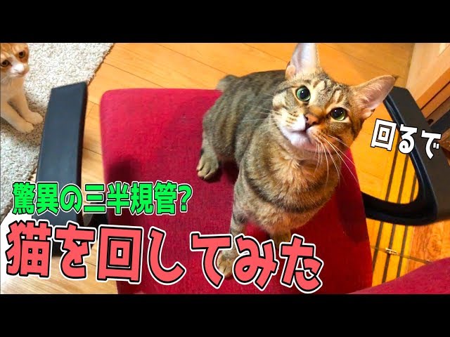 I tried spinning my cat around because he loves spinning chairs