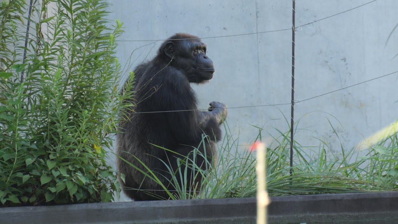 Plum and Mamoru Tama Zoo: Chimpanzee 202509 - YouTube