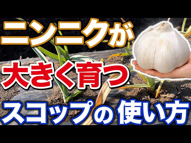 Secret item] Doing XX in the soil will help you harvest large