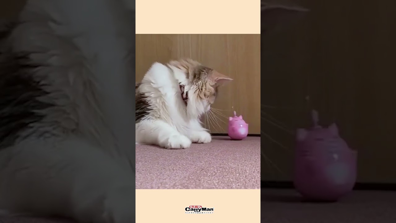 🐱ず~っとぐるぐる回るニャこれ。#shorts #ねこのいる生活 #猫好きさん