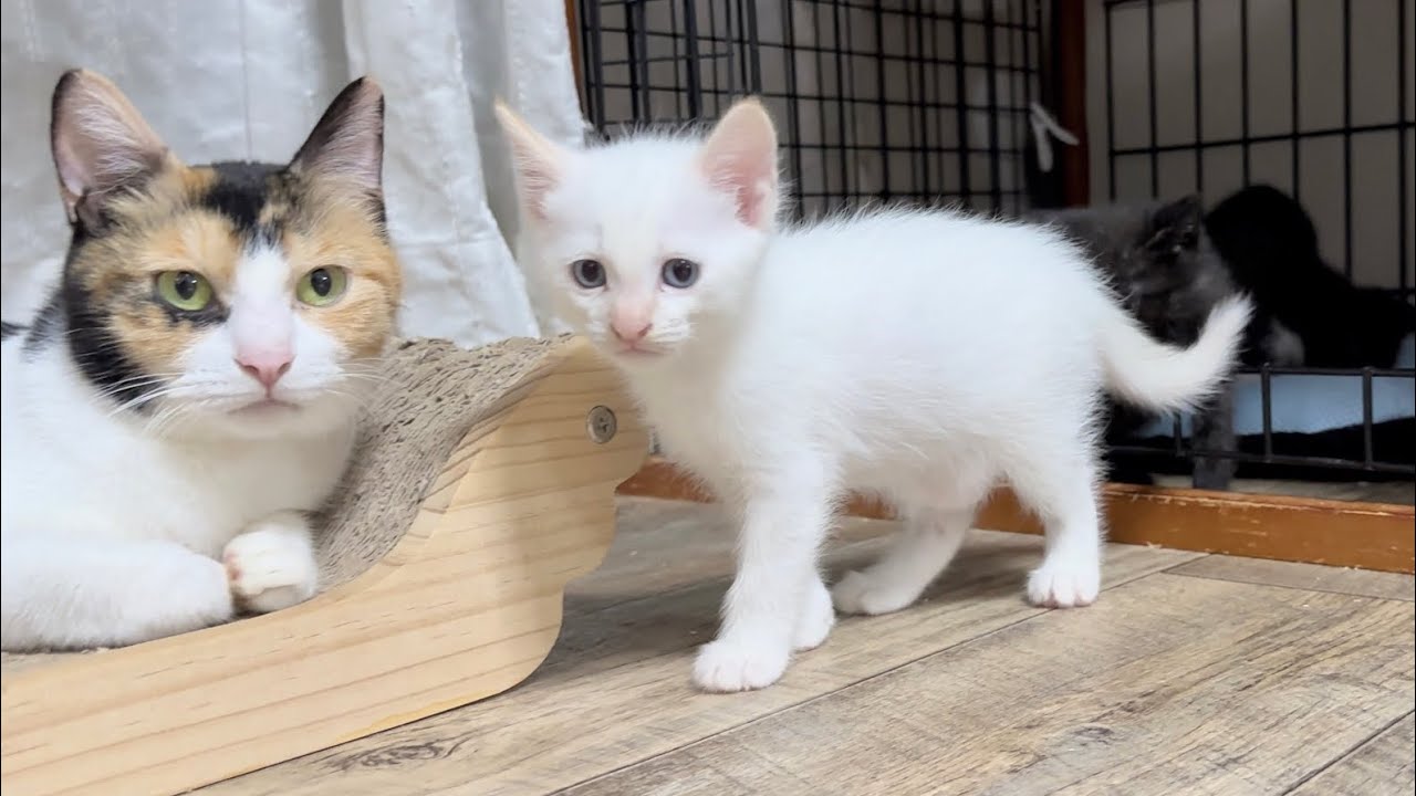 遊び疲れてママに甘えに行く子猫＆お疲れモードのママ猫たち【ポノfam