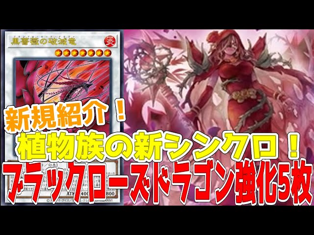 新規紹介！ブラックローズドラゴン強化5枚！黒薔薇の破滅竜！植物族で