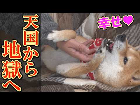 豆柴おもしろ4兄妹 - YouTube