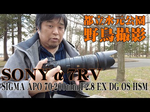 野鳥撮影】SONYα7RV & SIGMA APO 70-200mm F2.8 EX DG OS HSM SONY A