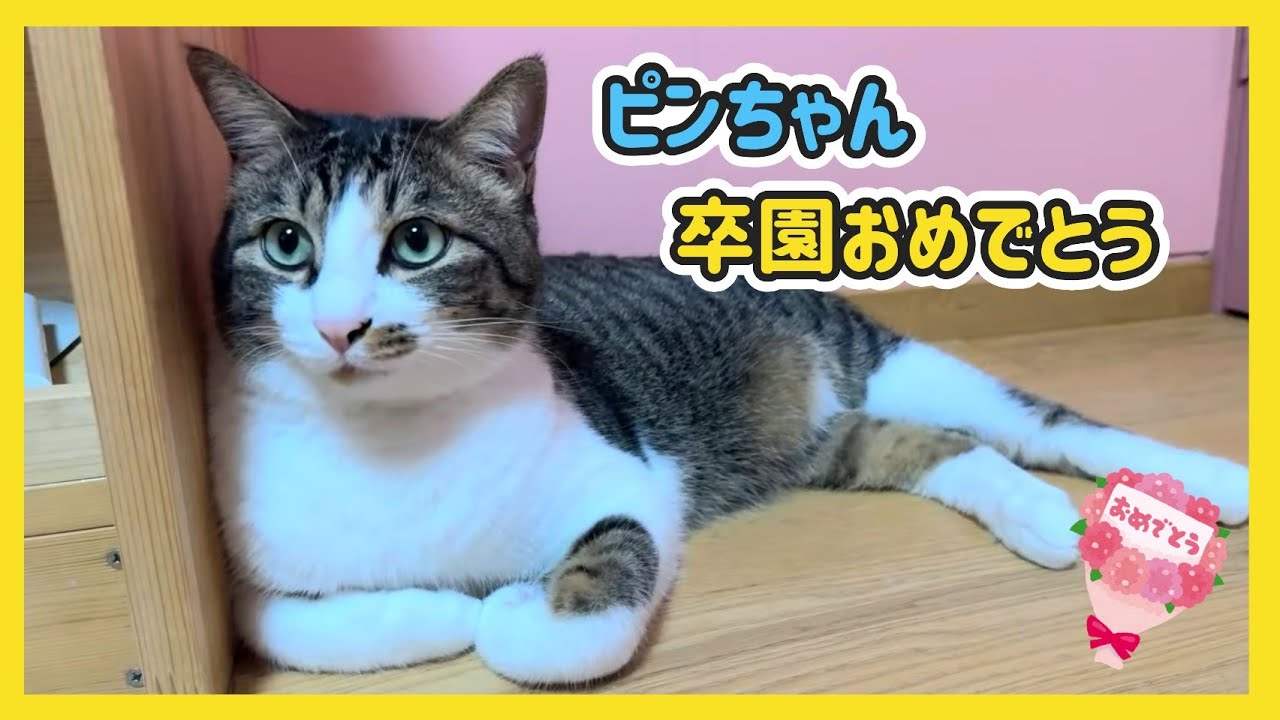 🔴【にこりら】ピンちゃん卒園おめでとうライブ - YouTube