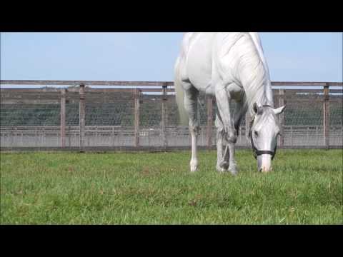 ゴールドシップまとめ - YouTube