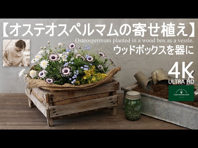 オステオスペルマムの寄せ植え／ウッドボックスを使って【春の