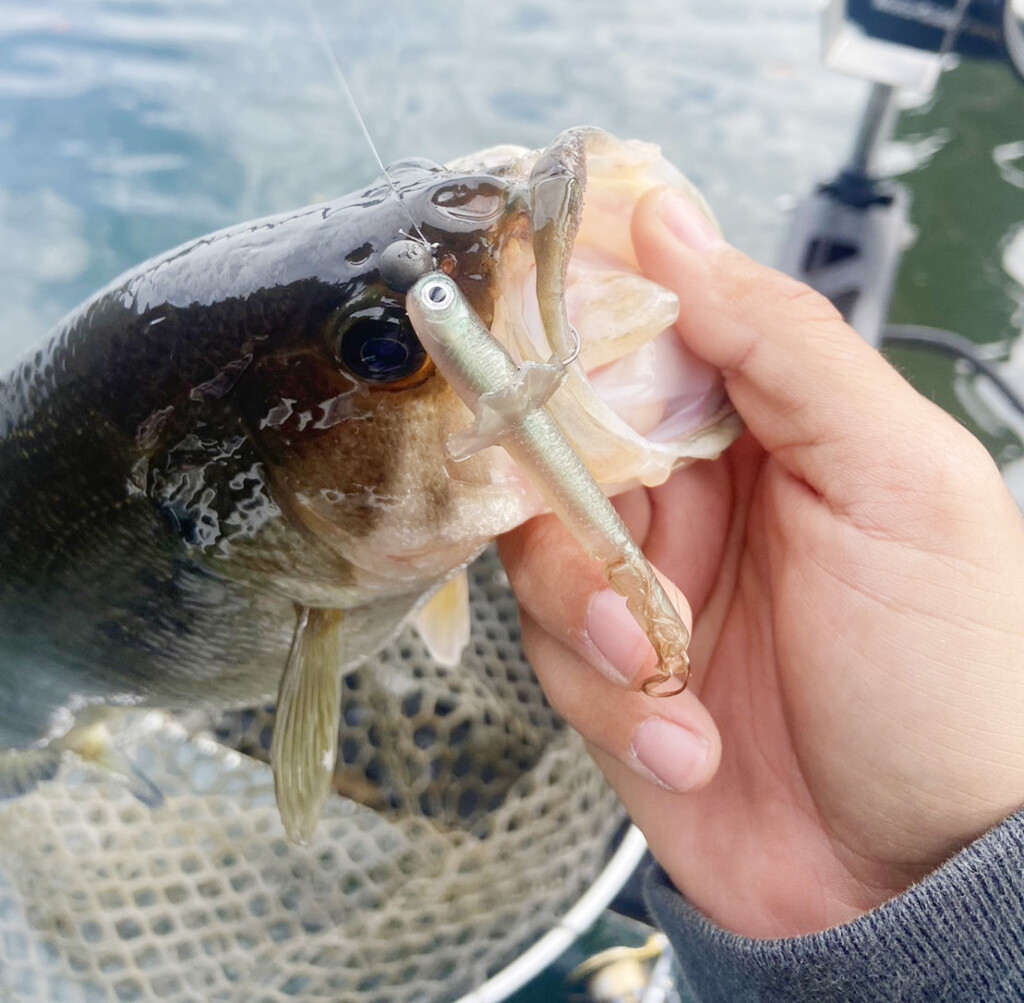 小魚形状のサイコロラバー】開発者“峯村祐貴”が考えるO.S.P「エリマキ