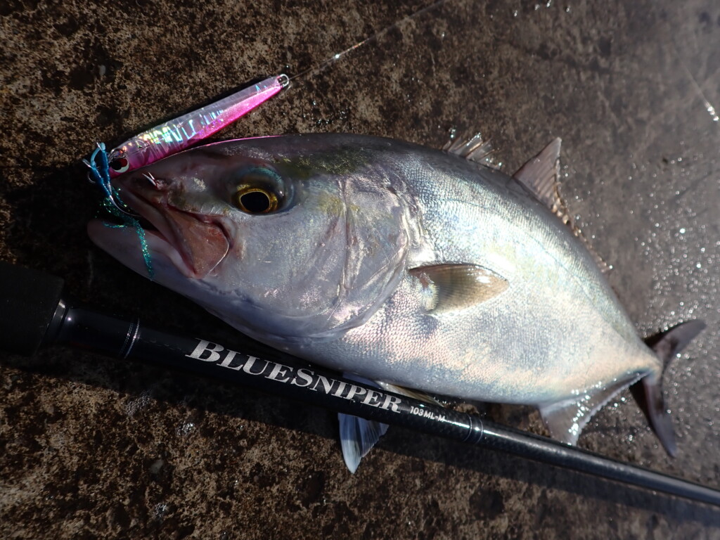 シーバスロッド感覚で扱えるショア青物ロッド】ブルースナイパー103ML