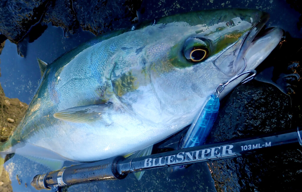 シーバスロッド感覚で扱えるショア青物ロッド】ブルースナイパー103ML