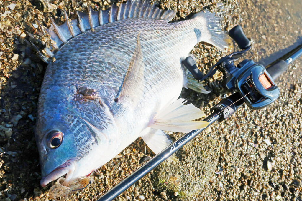 シルバーウルフ EX】チニングロッドの最高峰モデルに秘められた魅力を