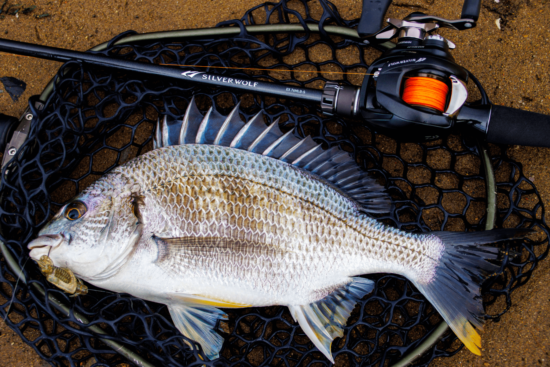 シルバーウルフ EX】チニングロッドの最高峰モデルに秘められた魅力を