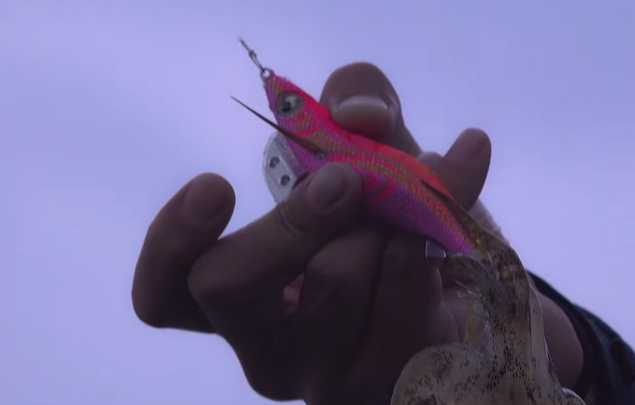 来たよ！第2段！】エギ王Kのシチュエーション別攻略カラー「トラトラ