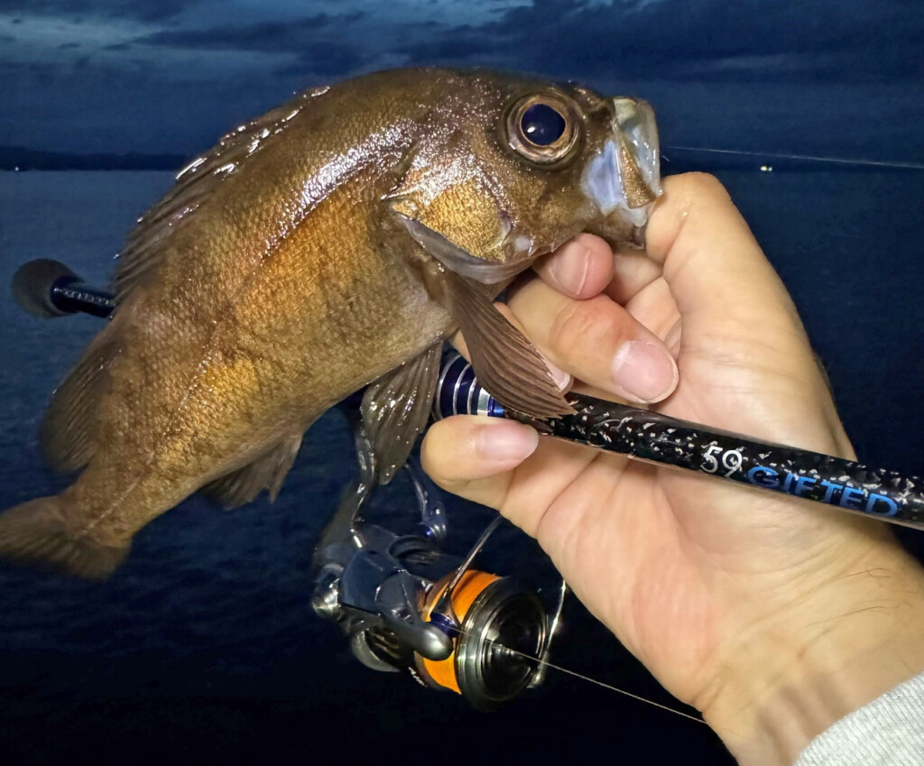 クリスター59GIFTED～ギフテッド～】感度を徹底追求したクリアブルー10