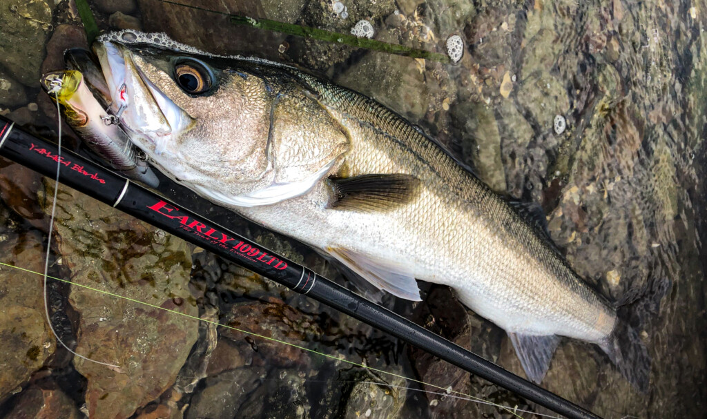 限定モデル再販】サーフゲーム対応！「ブルーカレント」「アーリー」2