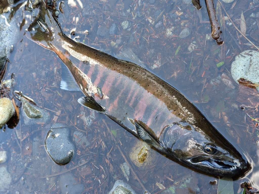 2026・新機種が追加】尺ヤマメからサツキマスまで。本流の“夢”を射程に