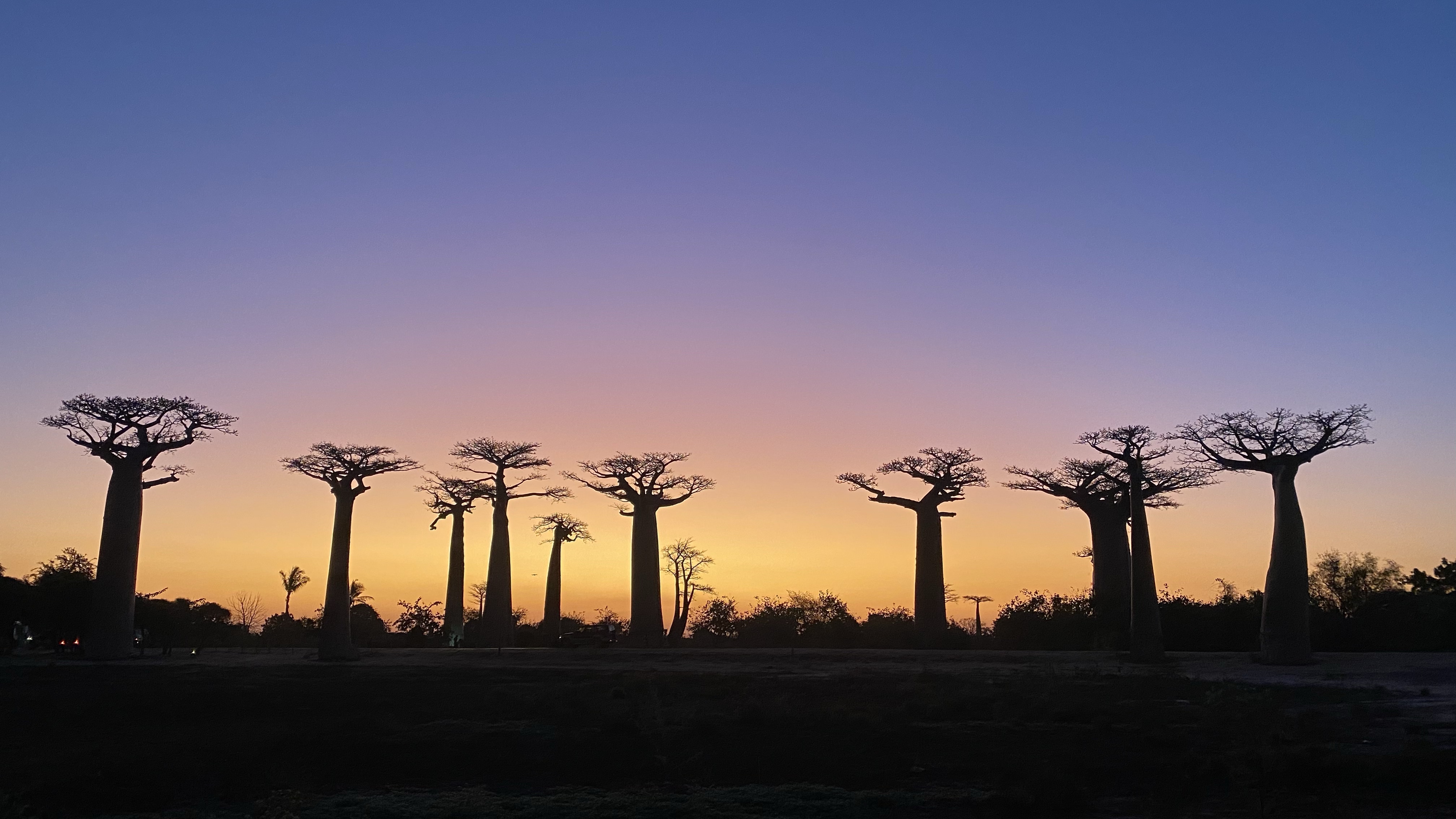 マダガスカルを旅する④ バオバブの木を見に行こう！Part3 〜感動で